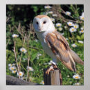 Suche nach schleiereulen poster Vögel
