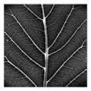 Suche nach venen poster Natur