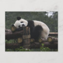 Suche nach chengdu postkarten Bambus