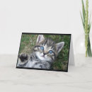 Suche nach miezekatze karten Katzen