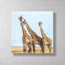 Suche nach giraffen leinwandbilder Kenia