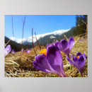 Suche nach krokus poster Quelle