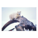 Suche nach tundra poster Fauna
