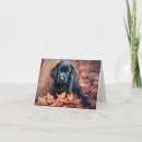 Suche nach schwarzer labrador retriever welpe karten Retriefe