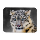 Suche nach leopard magnete Wildkatze