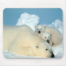 Suche nach eisbär mousepads Arktisch