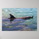 Suche nach niedlicher delphin poster Nautisch