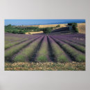 Suche nach lavendelfelder poster Baum