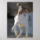 Suche nach vieh poster Usa