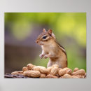 Suche nach chipmunk poster Nagetier