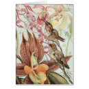 Suche nach regenwald karten Kolibris