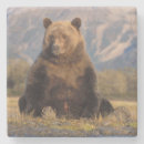Suche nach braunbären untersetzer Alaska