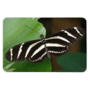 Suche nach longwing schmetterling des zebra Schmetterlinge