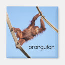Suche nach orang utans magnete Primat