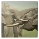 Suche nach indischer elefant fliesen Wildtiere