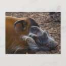 Suche nach eber postkarten Schwein
