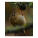 Suche nach goldschmied poster Natur