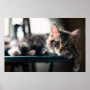 Suche nach tabby poster Babytiere