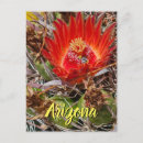 Suche nach kaktusblüte poster Arizona