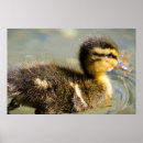 Suche nach babyente poster Entlein