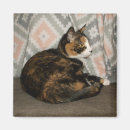 Suche nach sofa magnete Hauskatze