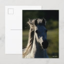 Suche nach backlit postkarten Pferd