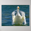 Suche nach weiße vögel poster Geflügel