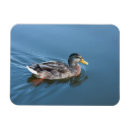 Suche nach enten magnete Blau