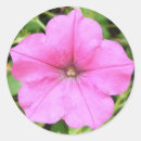 Suche nach petunie aufkleber Blume