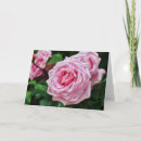 Suche nach alte rose karten Rosa