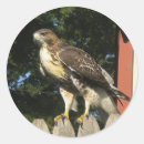 Suche nach falke aufkleber Jäger