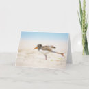 Suche nach schnabel karten Vogelvogel