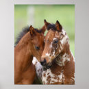 Suche nach appaloosa horse poster Horses