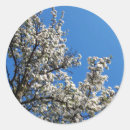Suche nach weiße blüten aufkleber Baum