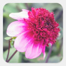 Suche nach dahlien aufkleber Rosa