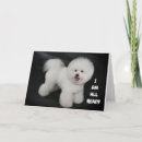 Suche nach bichon karten Fotografie