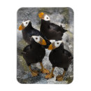 Suche nach papageientaucher magnete Vogel