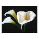 Suche nach calla lila poster Blume