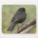 Suche nach amsel mousepads Vögel