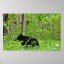 Suche nach großer wilder bär poster Wald