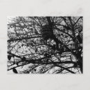 Suche nach wildlife postkarten Natur foto