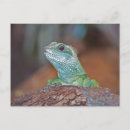 Suche nach lizard postkarten Reptilien