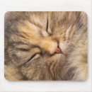 Suche nach persische katze mousepads Miezekatze