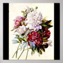 Suche nach redoute poster Vintage