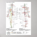 Suche nach menschlich andere poster Diagramm
