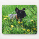 Suche nach der französischen bulldogge mousepads Frenchie