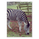 Suche nach zebra fotodruck Zebrastreifen