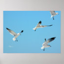 Suche nach möwe poster Fliegen