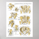 Suche nach bones poster Anatomy