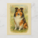Suche nach sheltie postkarten Collie